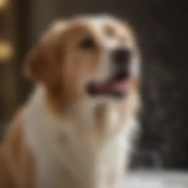 Dog enjoying a bath with Veterinary Formula Snow White Shampoo applied