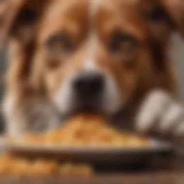 Understanding Why You Should Never Feed a Dog Human Food Summary Understanding Why You Should Never Feed a Dog Human Food Summary