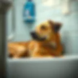Dog relaxing in a clean environment