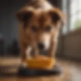 A dog eating from a slow feeder bowl