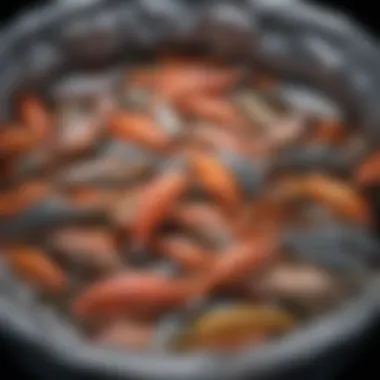 Variety of Fish Species in Transport Bags Variety of fish species safely housed in transport bags
