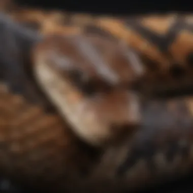 Distinctive Markings of a Venomous Snake Close-up of a venomous snake's distinctive markings