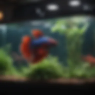 An aquarium setup demonstrating effective management strategies for Betta tanks.