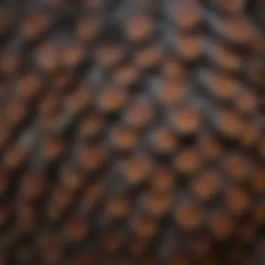 Close-up view of a wild turkey's feathers showcasing their intricate patterns.