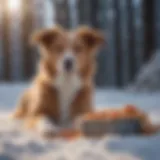 A dog enjoying a nutritious winter meal