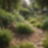 A serene yard showcasing healthy grass and vibrant plants, free from pests.
