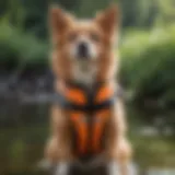 ZippyPaws Dog Life Jacket showcasing vibrant colors and ergonomic design
